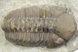 Kainops Trilobite - Black Cat Mountain, Oklahoma #362984-1